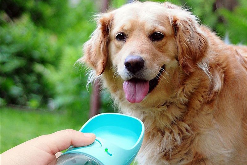 pet bottle custom