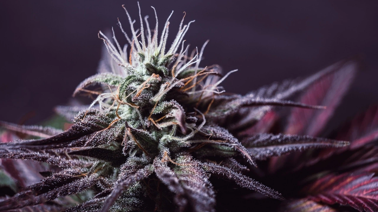 cannabis packaging cannabis packaging