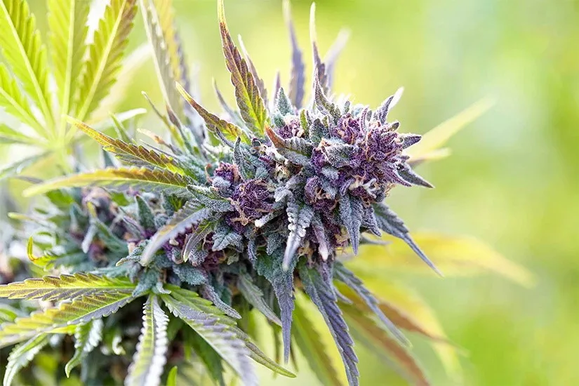 cannabis packaging